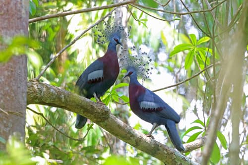 Victoria Crowned Pigeon