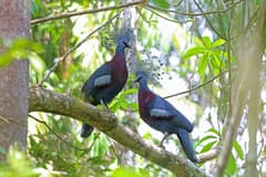Victoria Crowned Pigeon