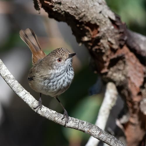 Inland Thornbill