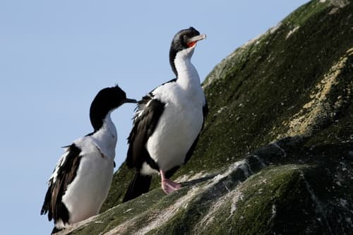 Stewart Island Shag