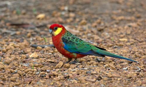 Western Rosella