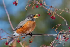 American Robin