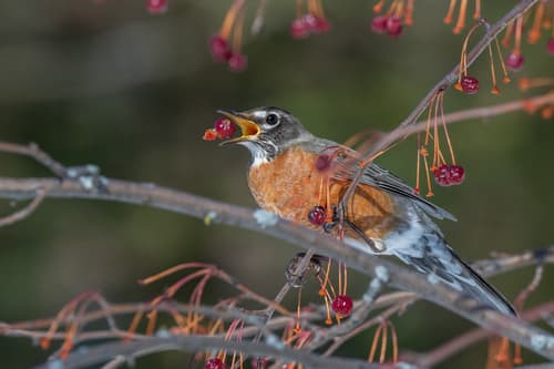 American Robin