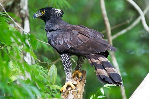 Black Hawk-Eagle