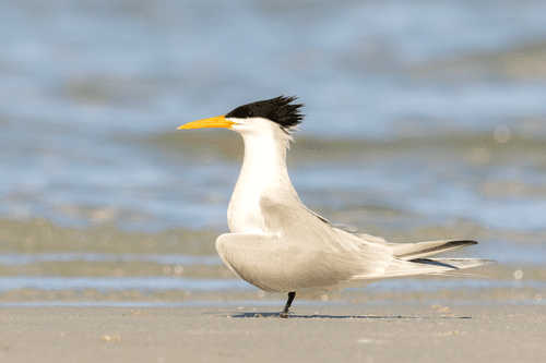 Lesser Crested Tern