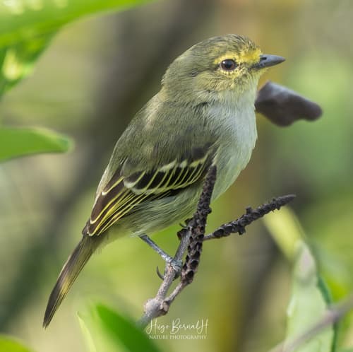 Golden-faced Tyrannulet