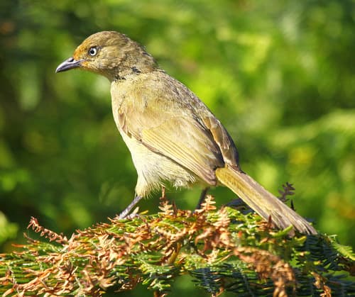 Sombre Greenbul