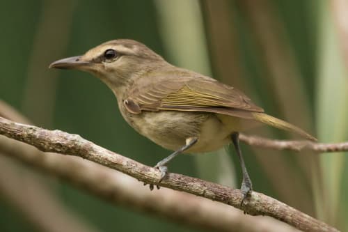 Yucatan Vireo