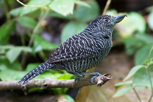 Fasciated Antshrike