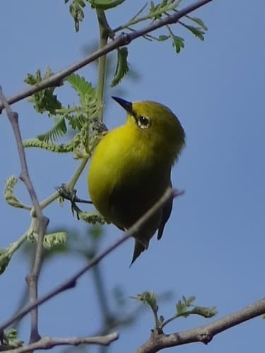 Southern Yellow White-eye