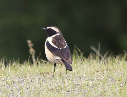 Buff-streaked Chat