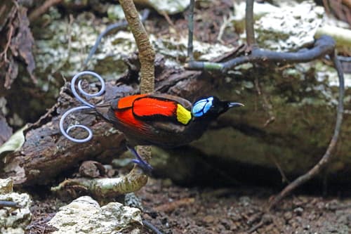 Wilson's Bird-of-Paradise