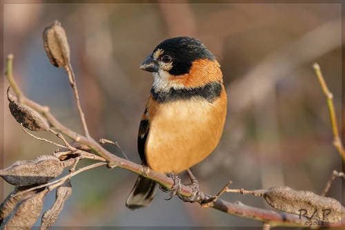Rusty-collared Seedeater