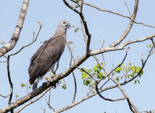 Gray-headed Fish-Eagle