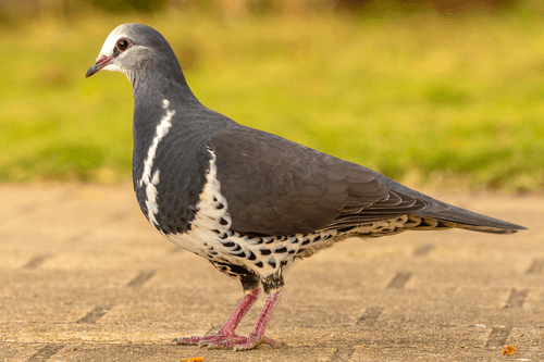 Wonga Pigeon