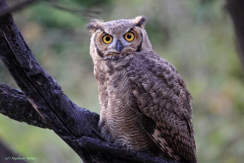 Lesser Horned Owl