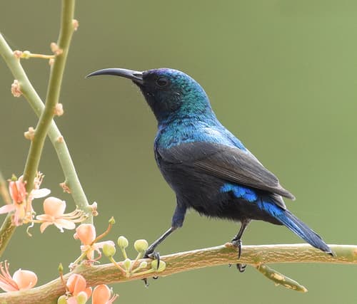 Palestine Sunbird