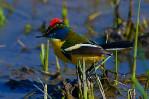 Many-colored Rush Tyrant