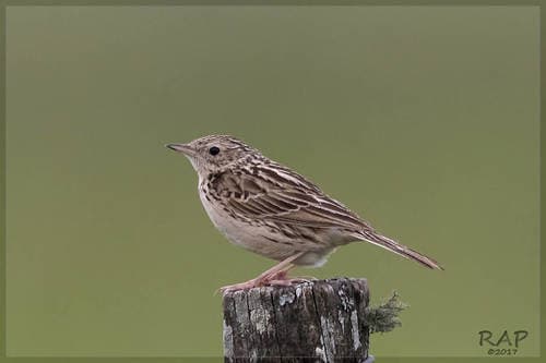 Hellmayr's Pipit