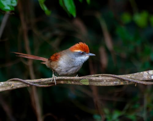 Rufous-capped Spinetail