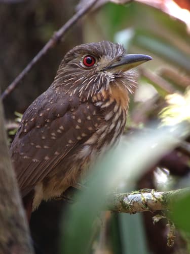 White-whiskered Puffbird