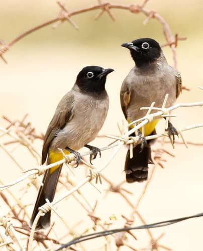 White-spectacled Bulbul