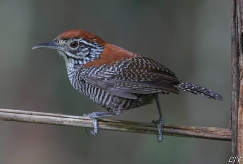 Riverside Wren