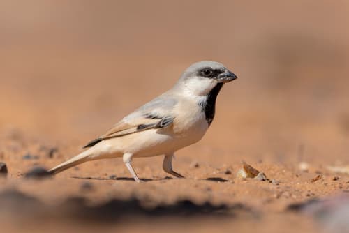Desert Sparrow