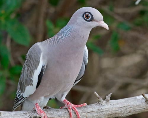 Bare-eyed Pigeon