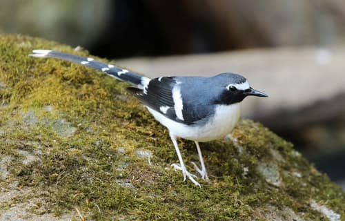 Slaty-backed Forktail
