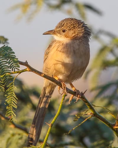 Common Babbler