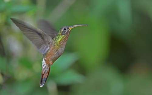 Rufous-breasted Hermit