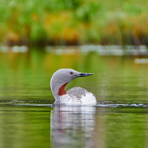 Red-throated Loon