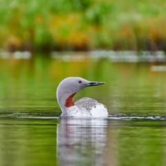 Red-throated Loon