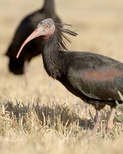 Northern Bald Ibis