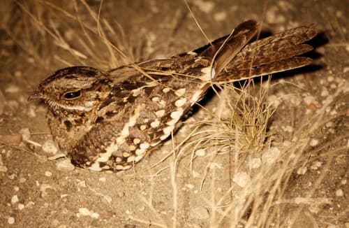 Square-tailed Nightjar