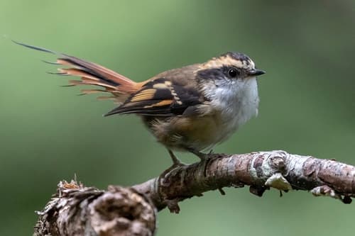 Thorn-tailed Rayadito