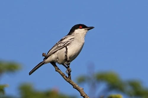 Black-backed Puffback