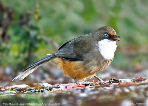 White-throated Laughingthrush