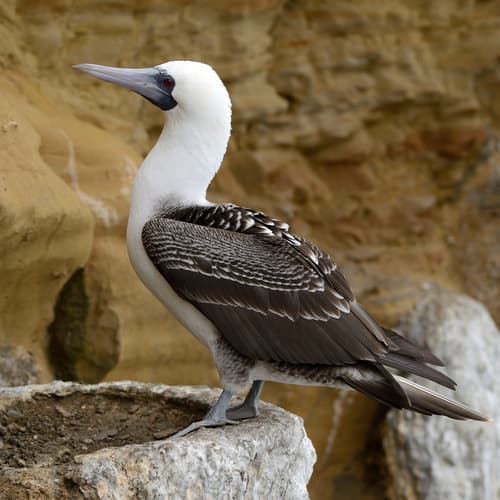 Peruvian Booby