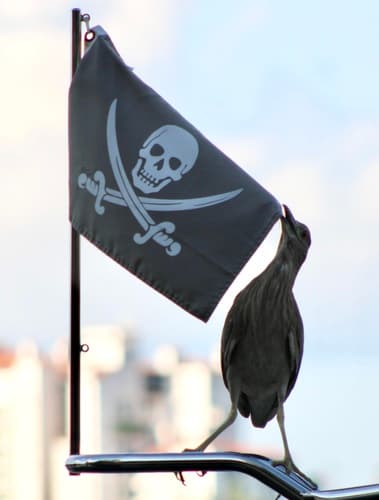 Black-crowned Night Heron