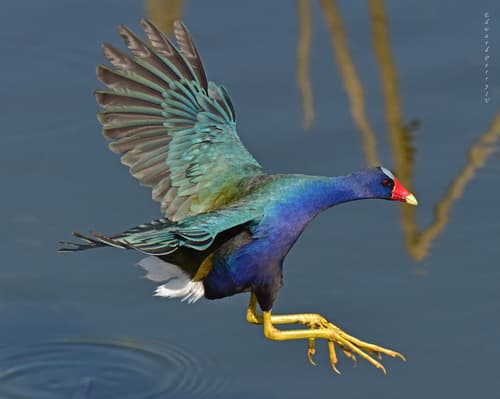 Purple Gallinule