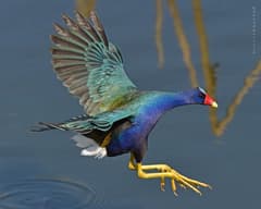 Purple Gallinule