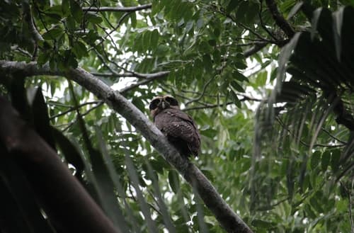 Spectacled Owl