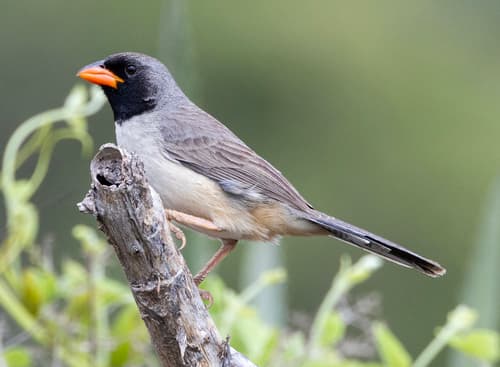 Black-throated Saltator
