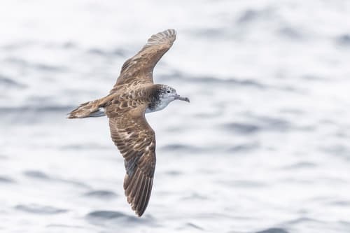 Streaked Shearwater