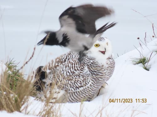 Snowy Owl