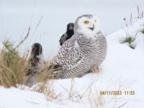 Snowy Owl