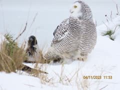 Snowy Owl