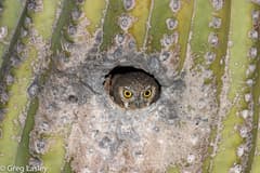 Elf Owl